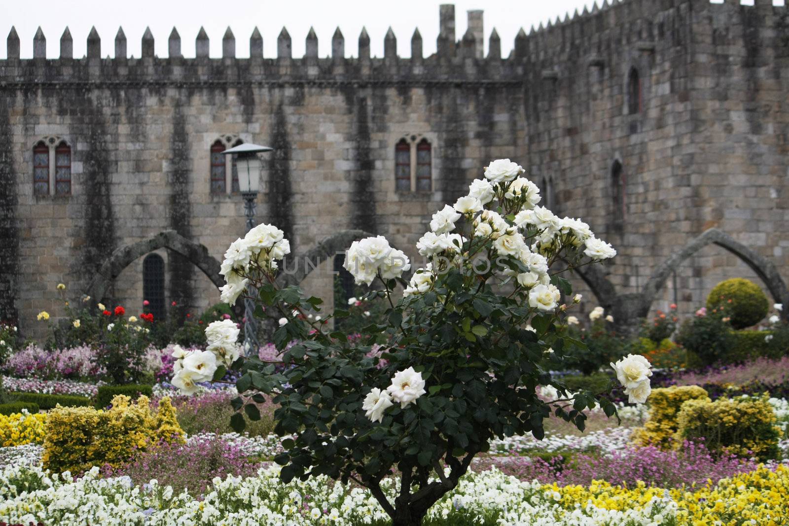 Detail of a rose bush on the gardens of the Episcopal Plaza located on the city of Braga on the north of Portugal.