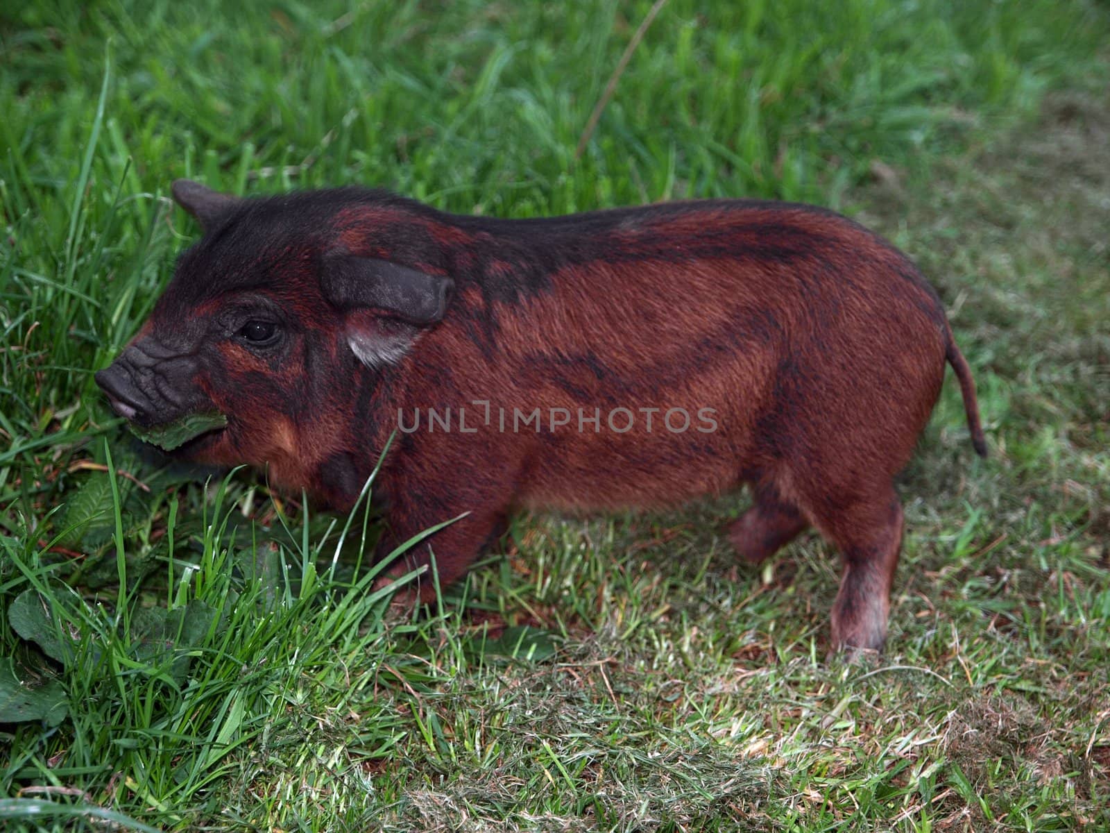 A New Zealand Kune Kune piglet eating Grass