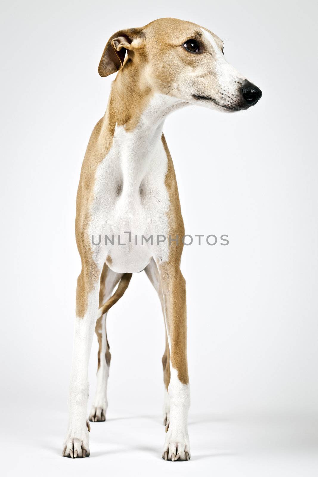 An image of a beautiful whippet dog on white background