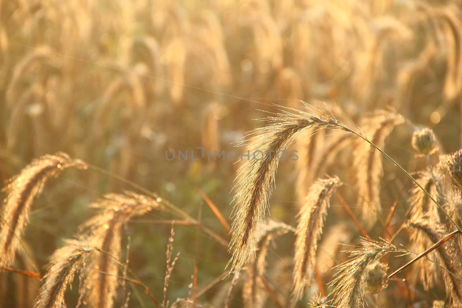 Closeup of tall grass in a meadow with morning dew.