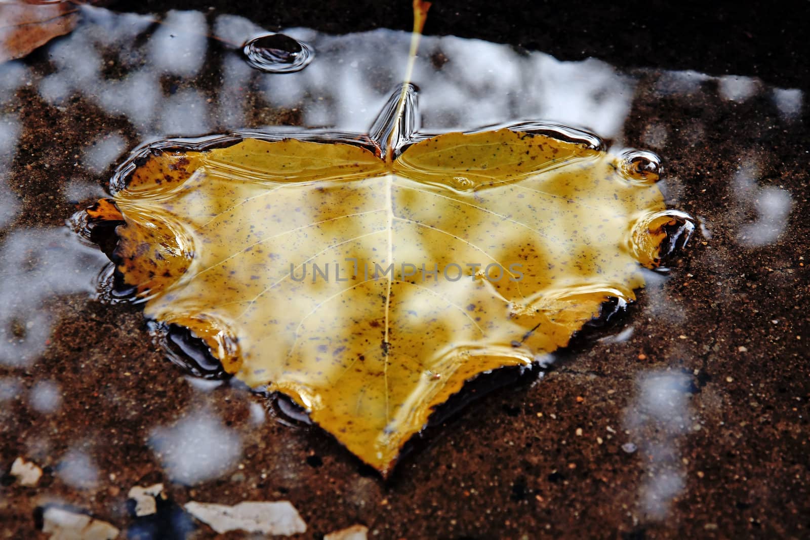 Close detail view of a fallen leaf on the shallow pool of water.