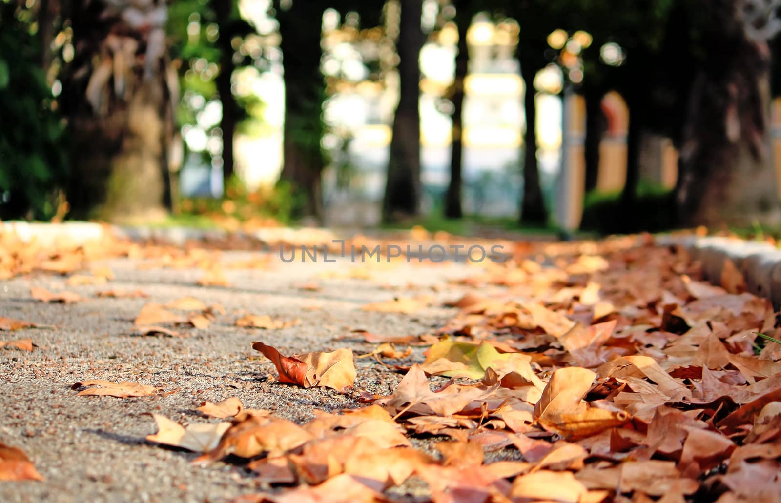 Low perspective angle of the pathway of a park on a city with many fallen leafs.