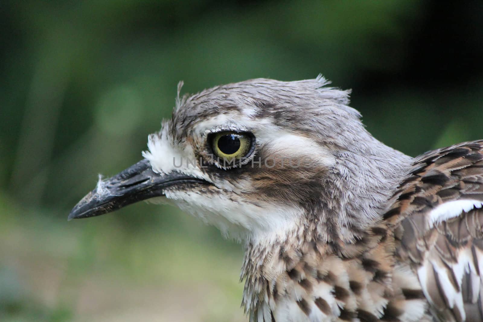 Head of a black, brown and white bird with a black beak and a big eye