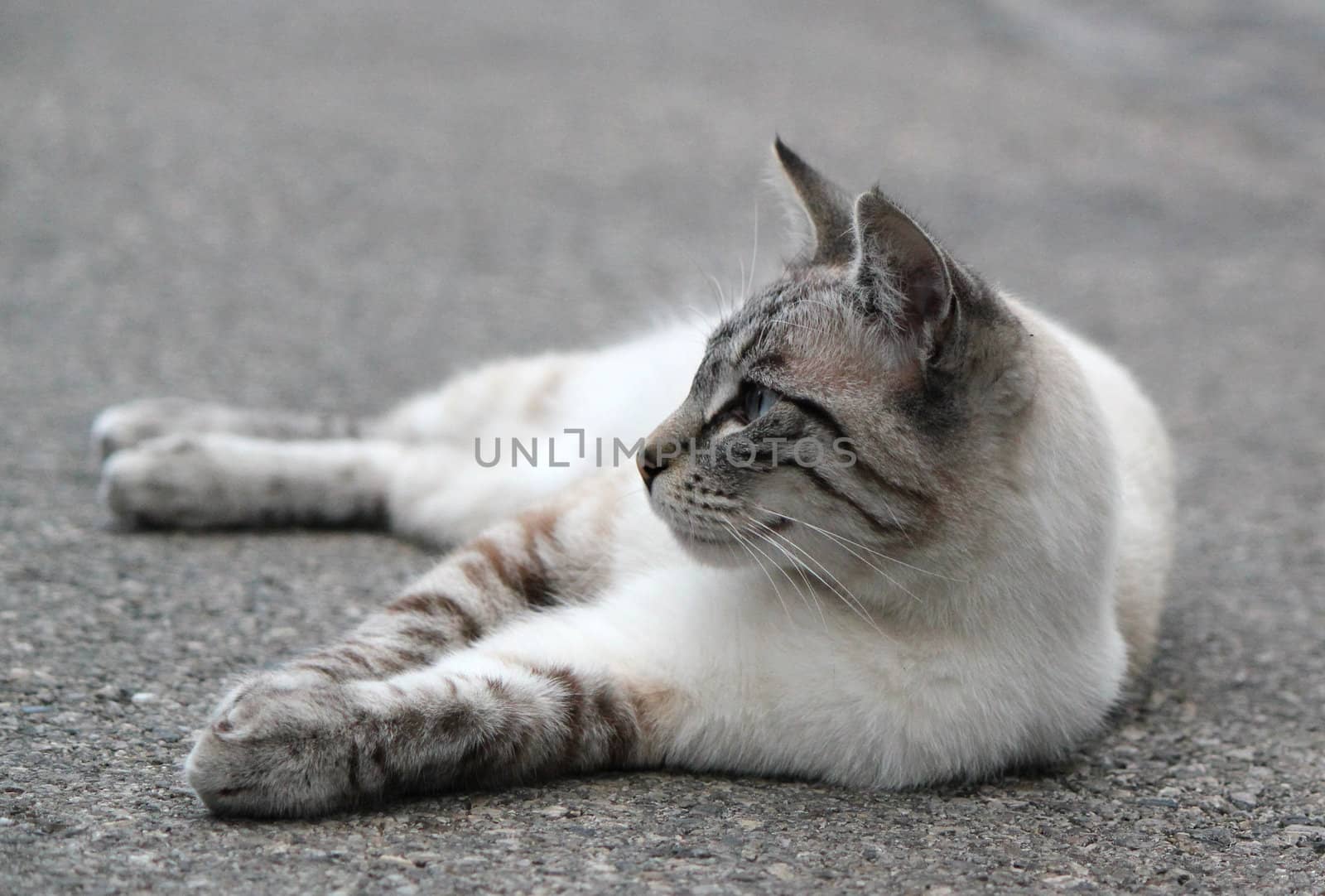 Clear brown cat lying on the pavement and looking aside