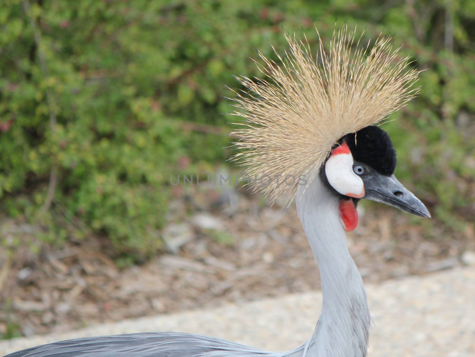 Head of a beautiful and elegant royal crane