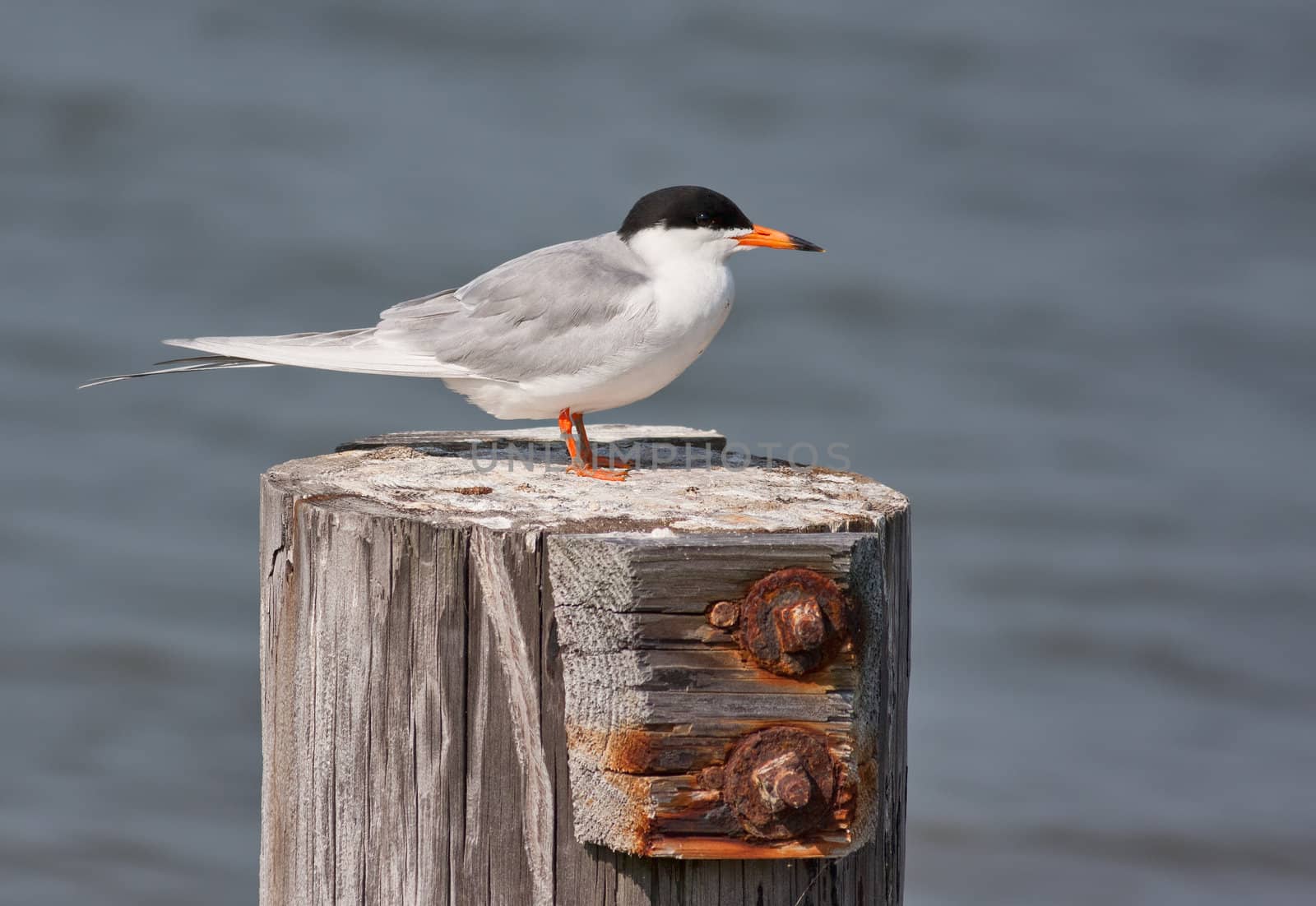 Forster's Tern bird, Sterna forsteri, on a wood post with a water background