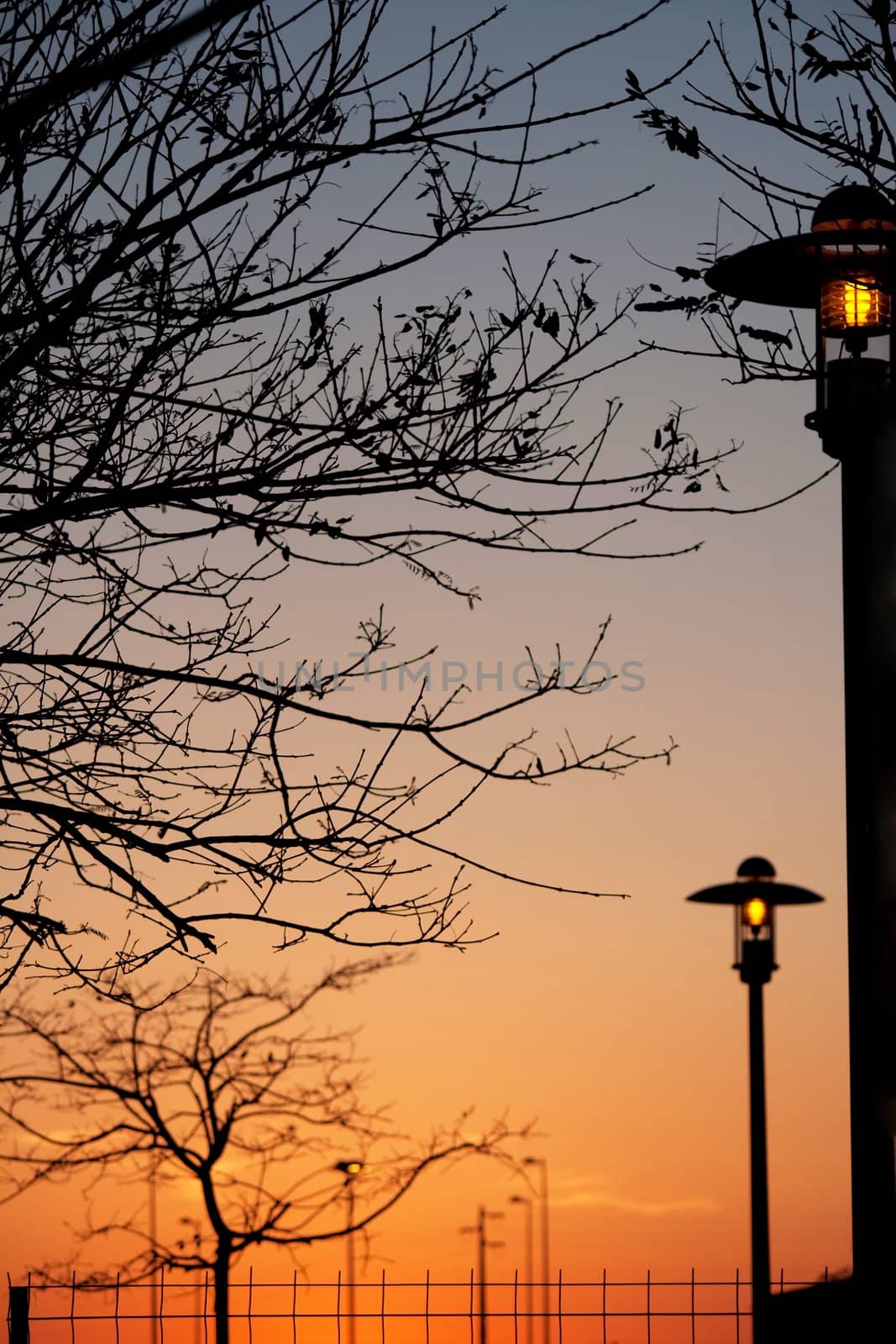 Public park lights and tree branches at dawn by membio