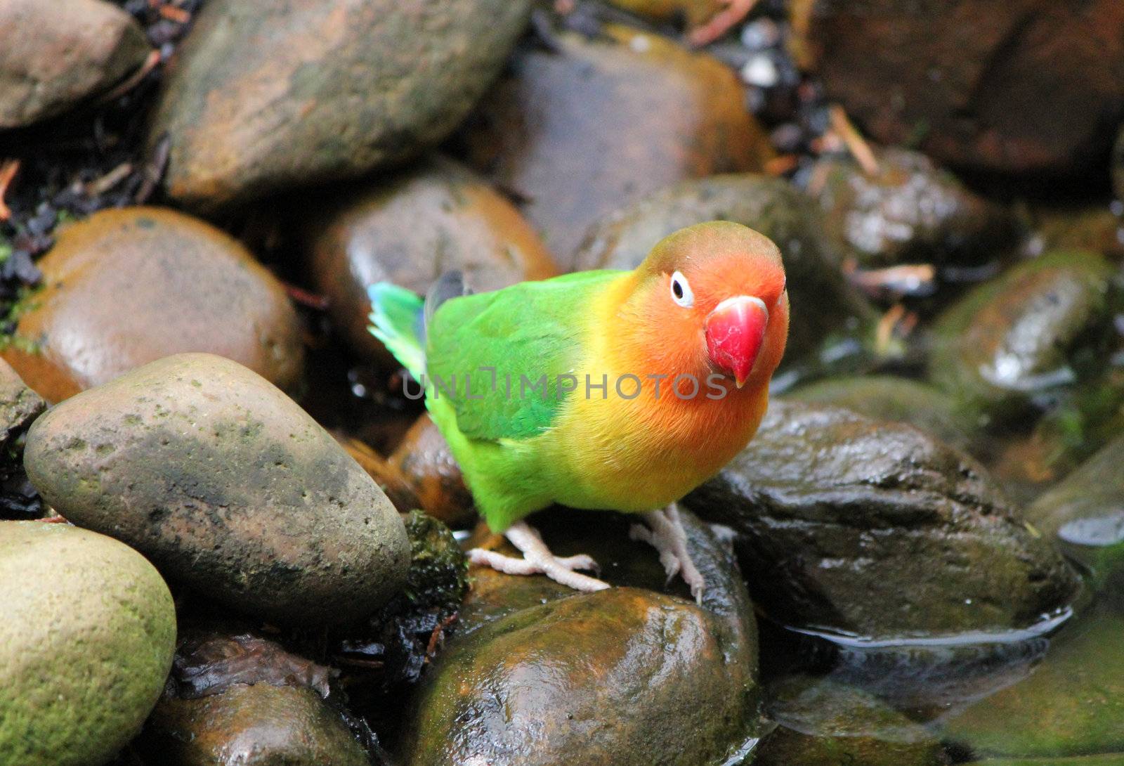 Bird agapornis-fischeri standing on stones next to water