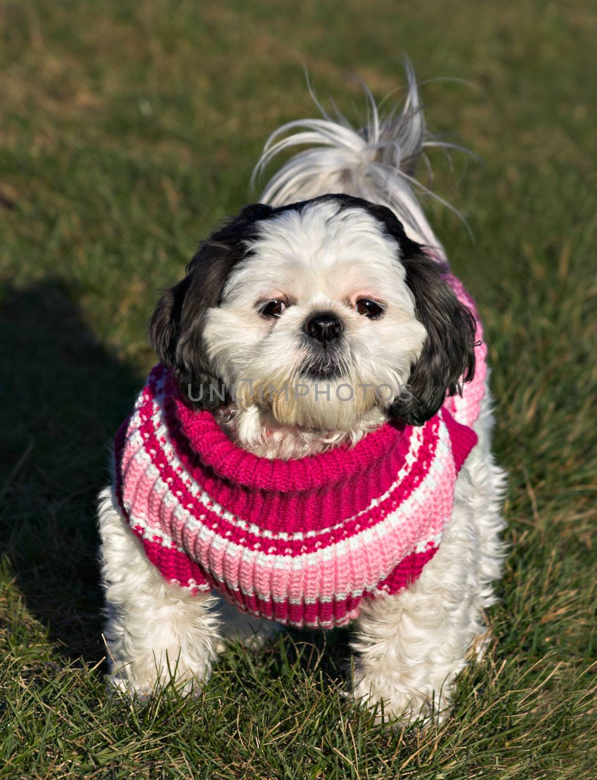 Shih Tzu in a Sweater by sbonk