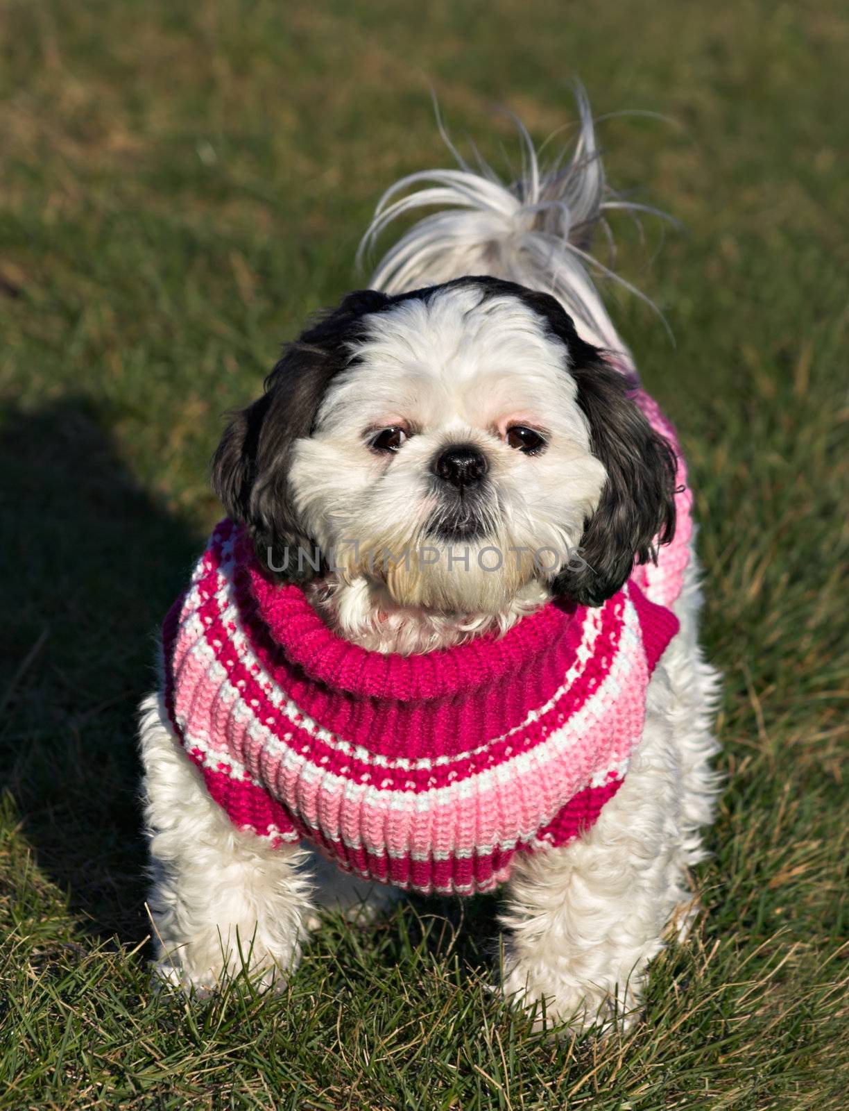 A white and black Shih Tzu in a pink, red, and white sweater