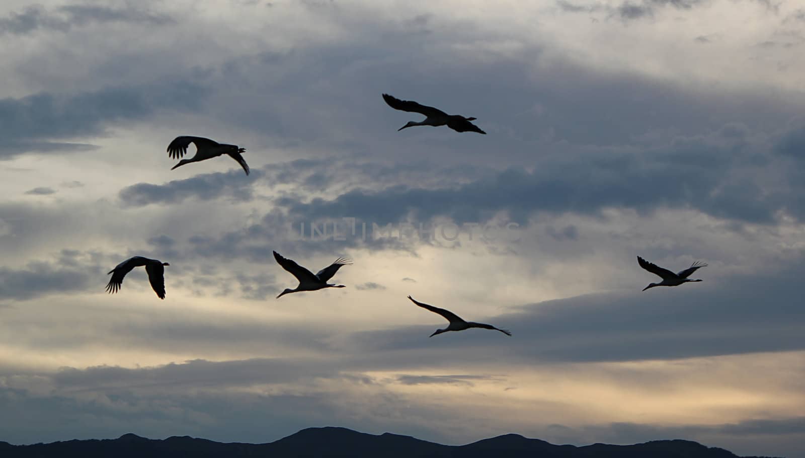 Several storks flying upon the mountain in a cloudy sky by sunset