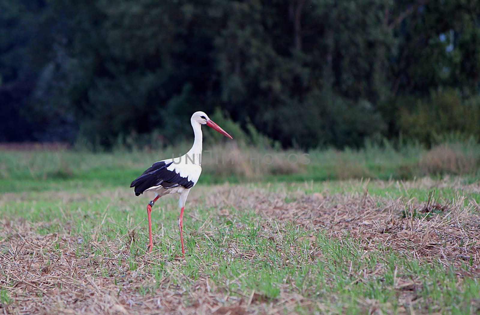 Stork walking in a field alone