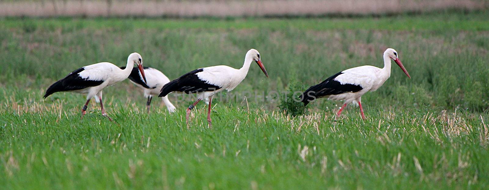Four storks walking together in a field