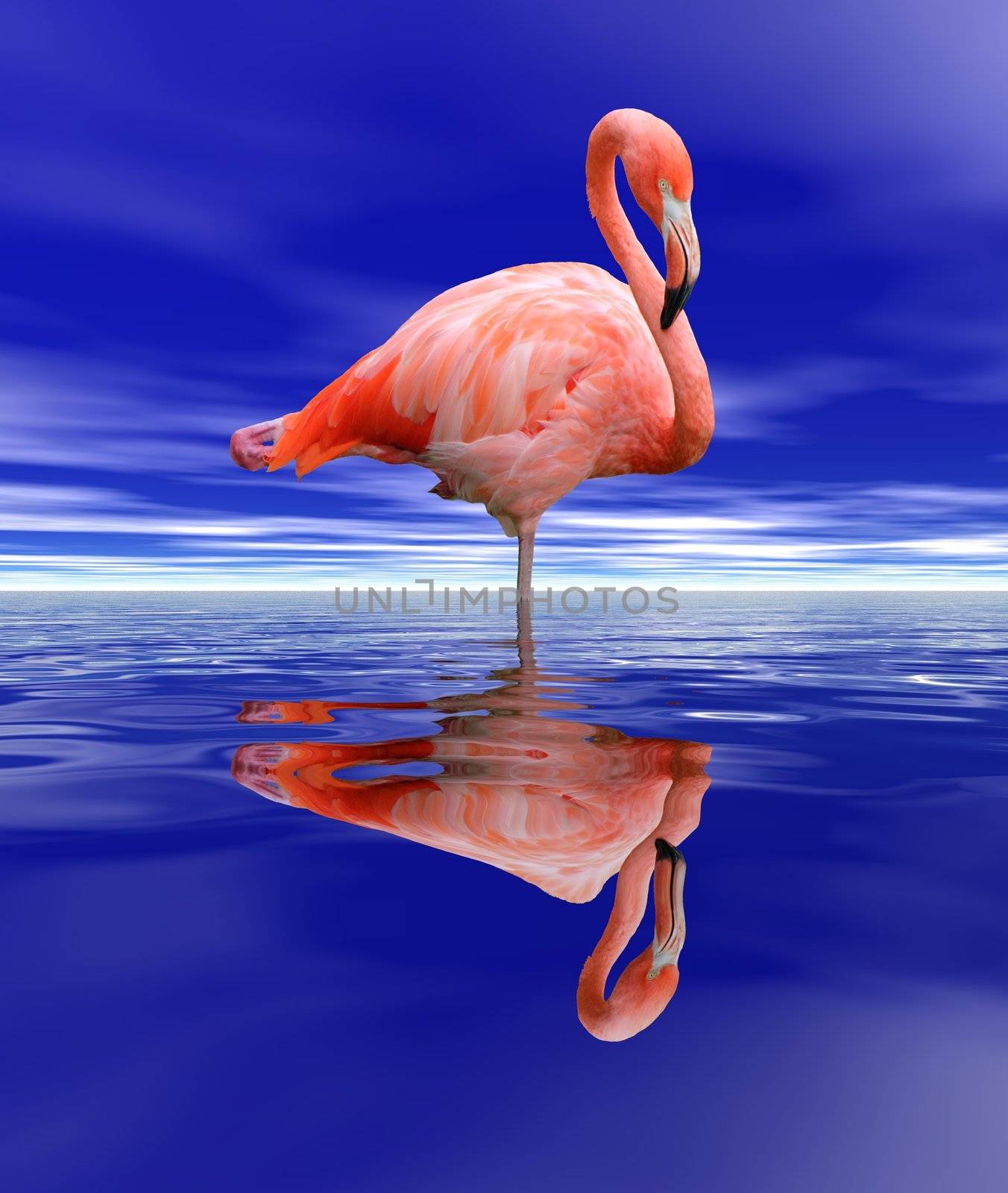 Pink flamingo standing in the deep blue water by night