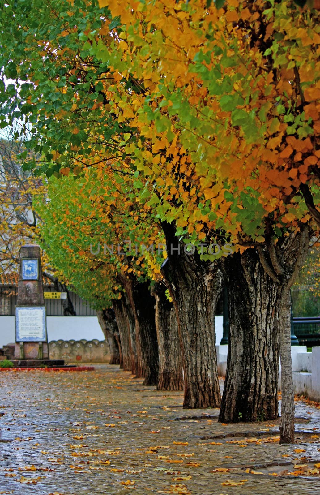 View of a city park on winter with some aligned trees.