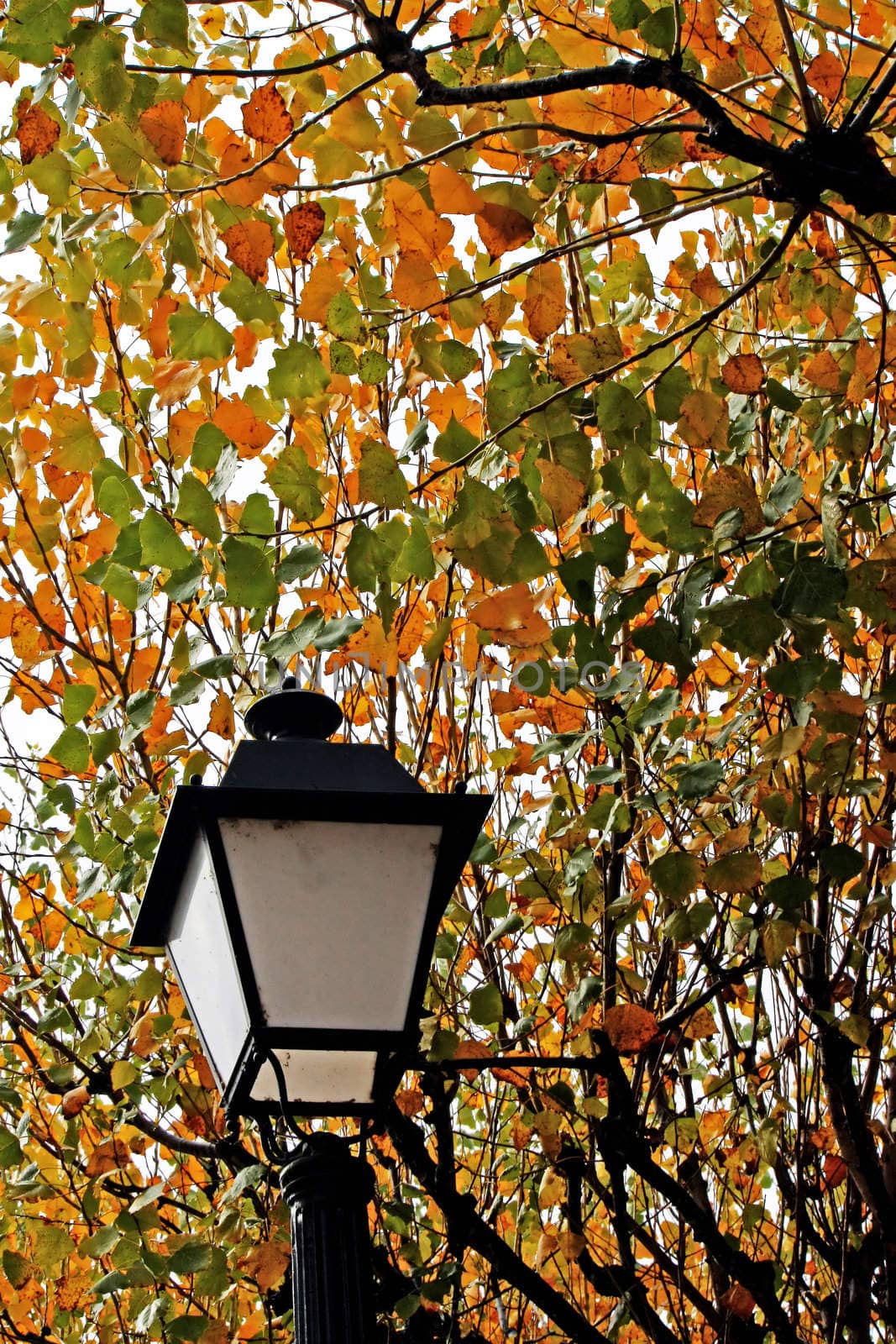 Detail view of a streetlight and colorful autumn leafs on a tree.