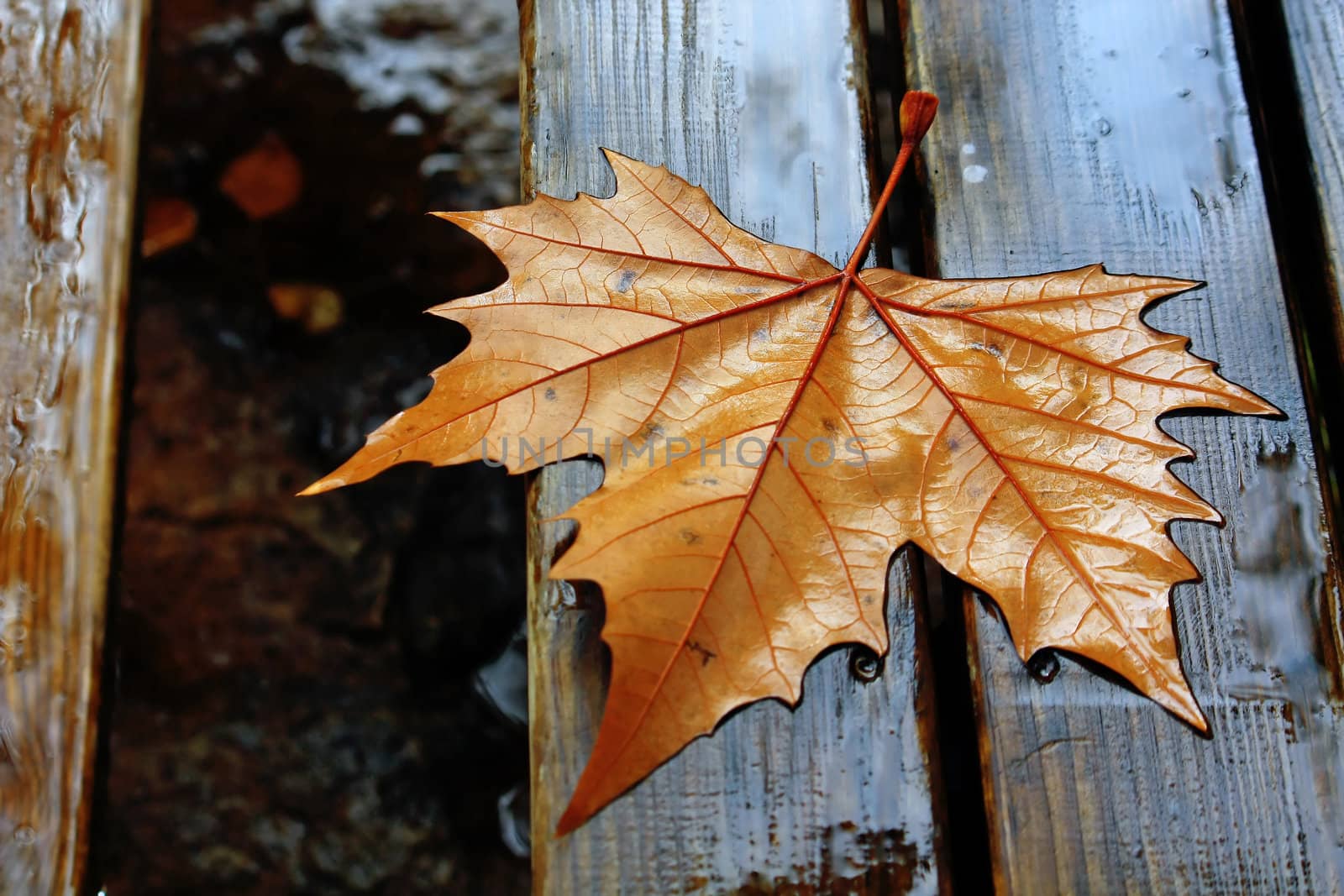 Close up detail view of a wet maple leaf on a wooden table.