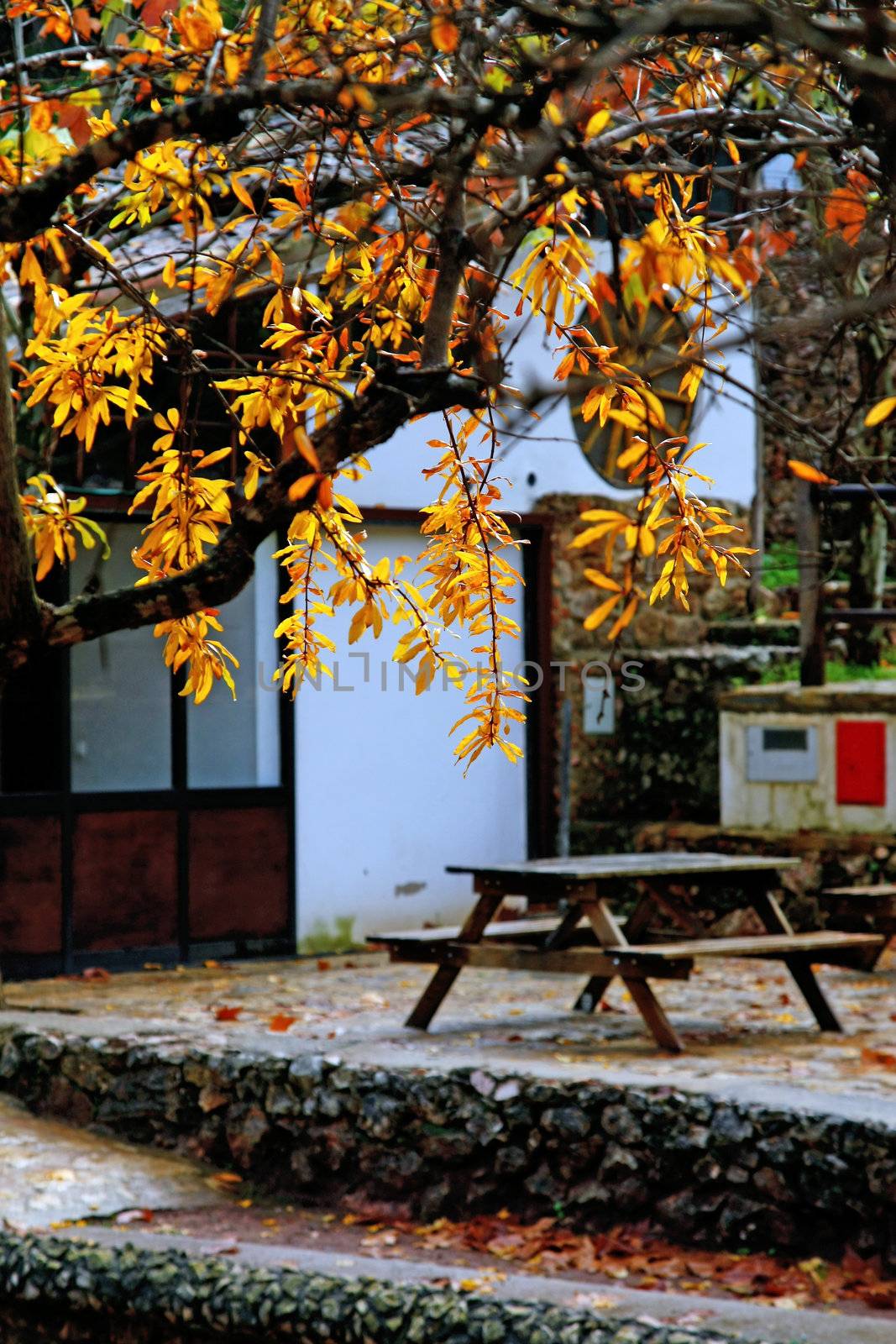 Detail view of the yellow leafs on the tree and a lunch table on a park.