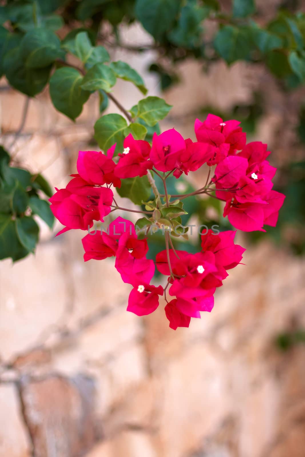  small red flowers in the shape of a heart on a stone wall background