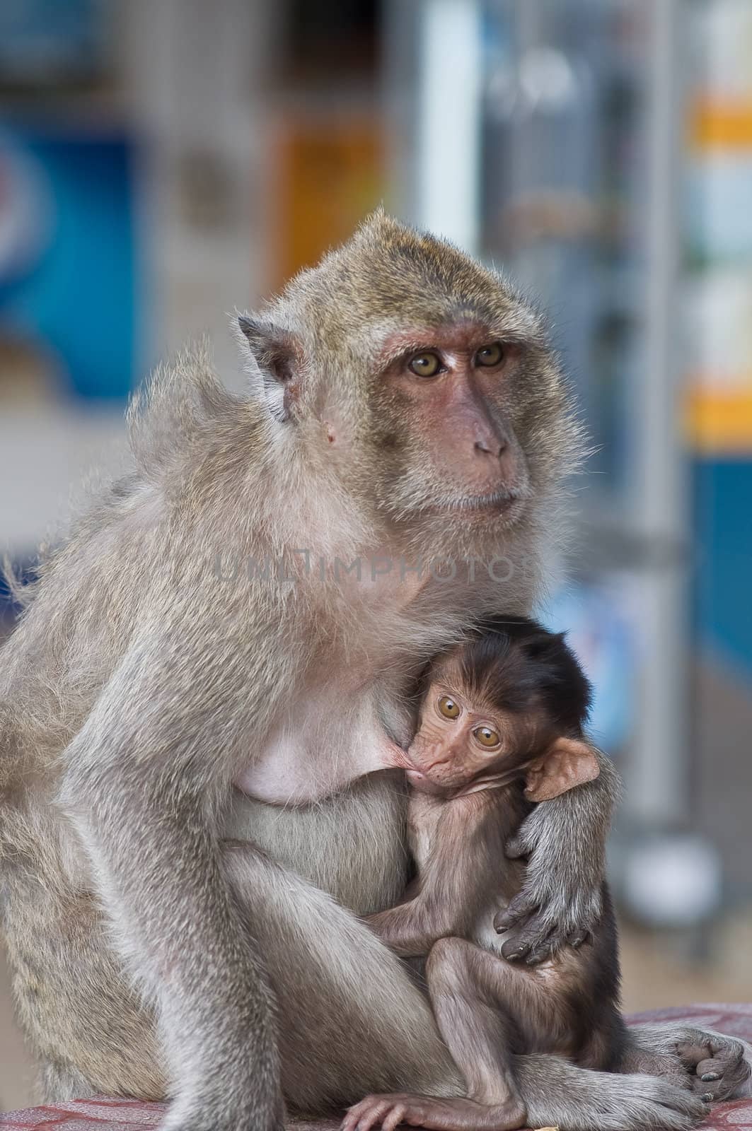this picture is a little monkey