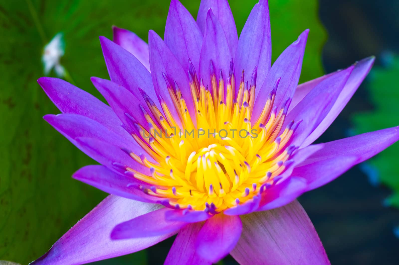 this picture is a purple lotus