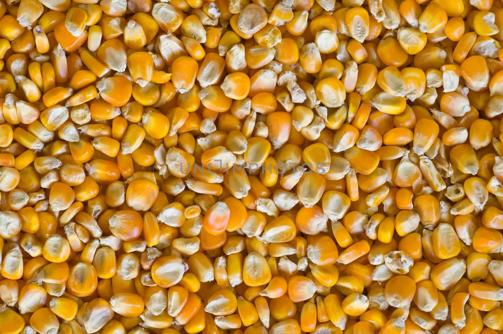 this picture is a group of corn