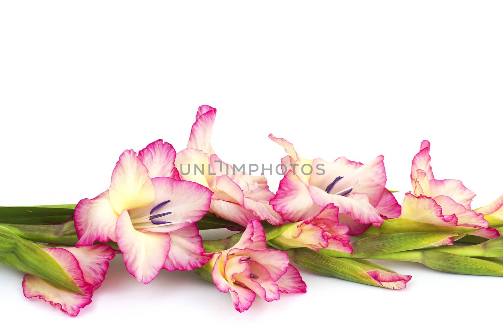 pink gladiolus