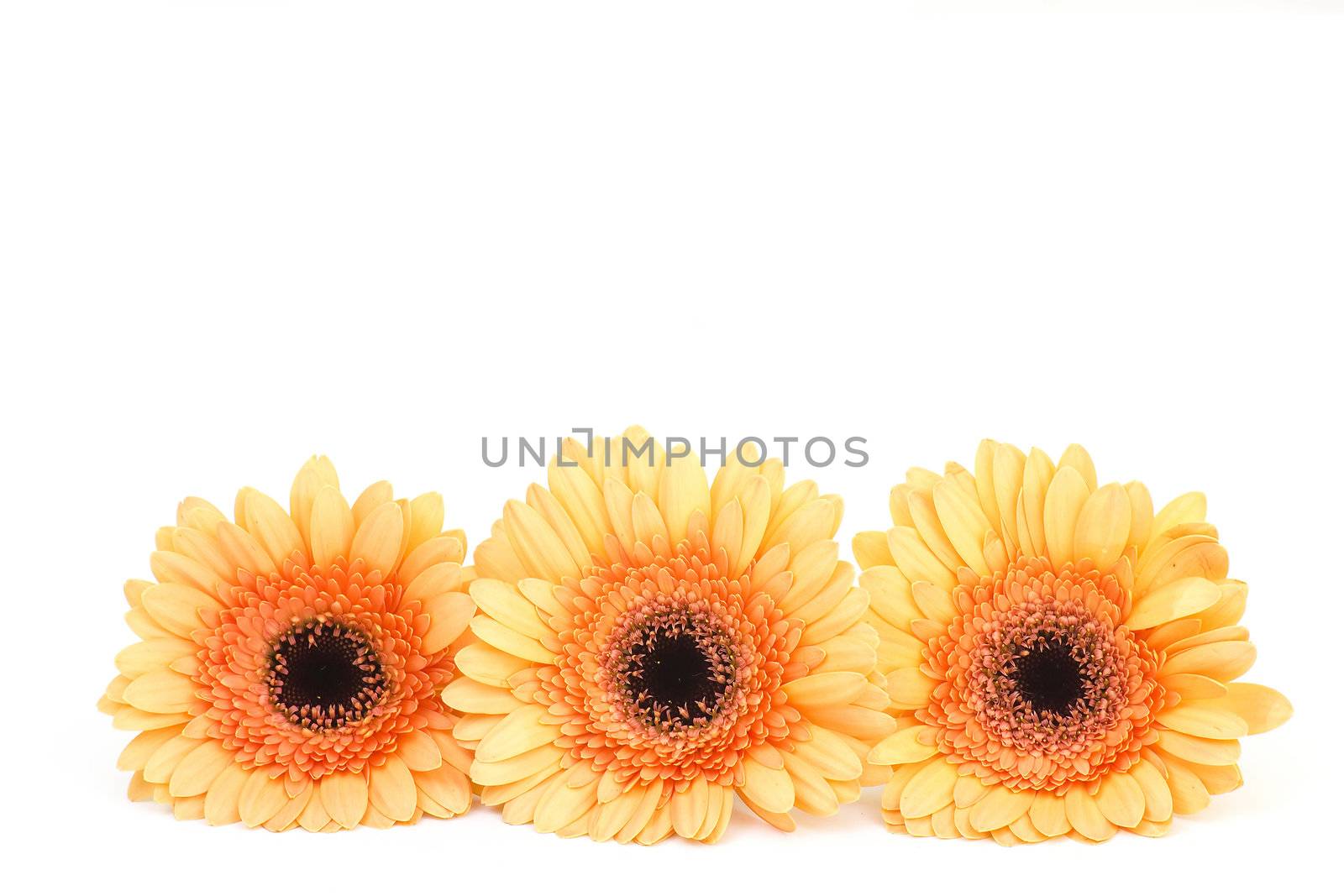 orange gerbera flowers