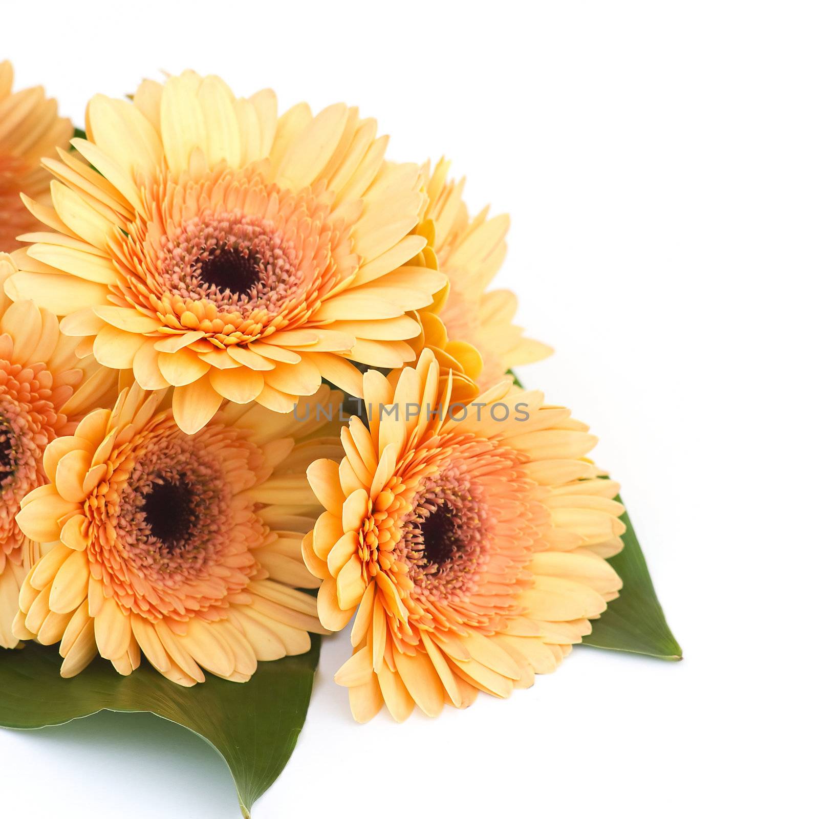 bunch of orange gerbera daisies by miradrozdowski