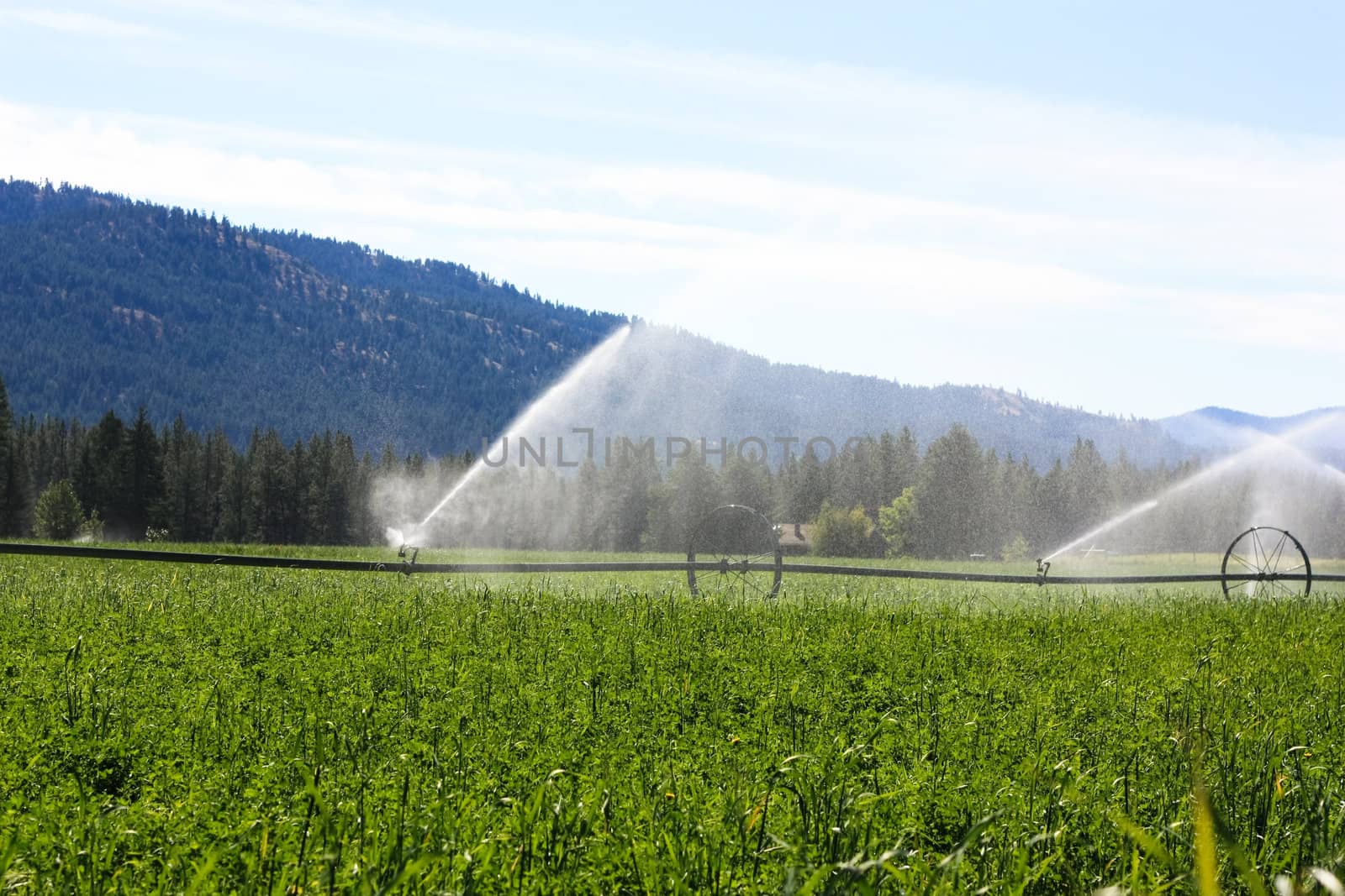 sprinklers fountain on the farm field