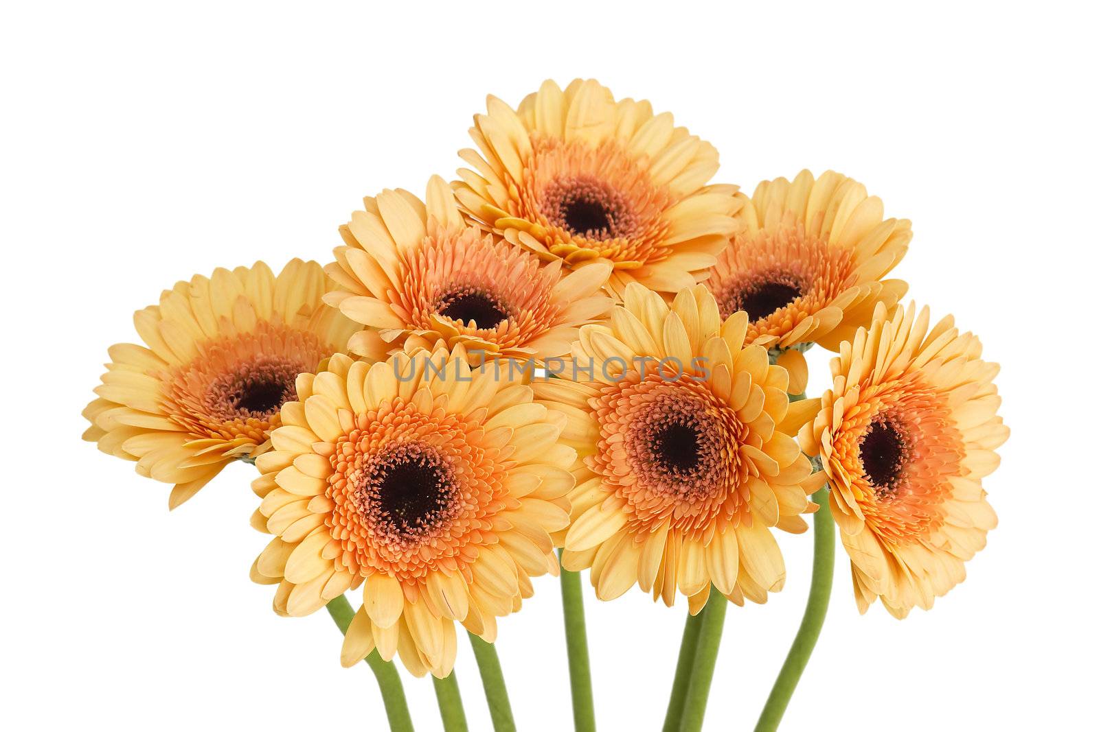 bunch of orange gerbera daisies