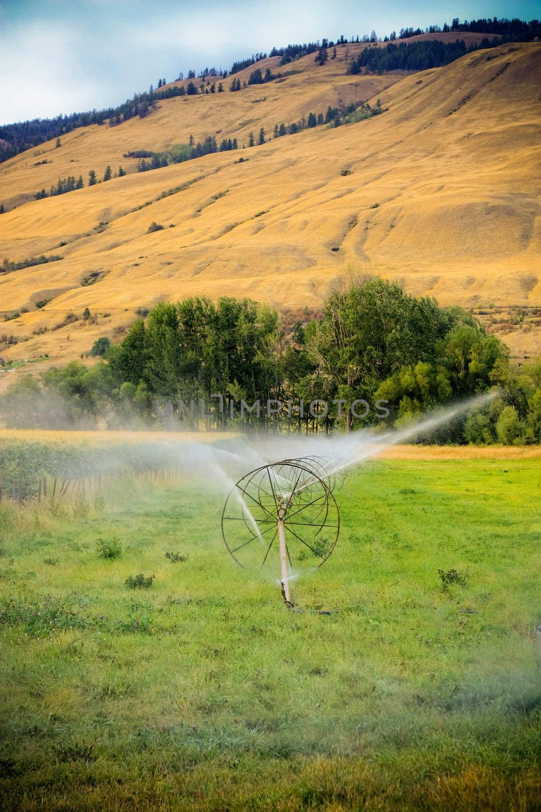 sprinklers fountain on the farm field