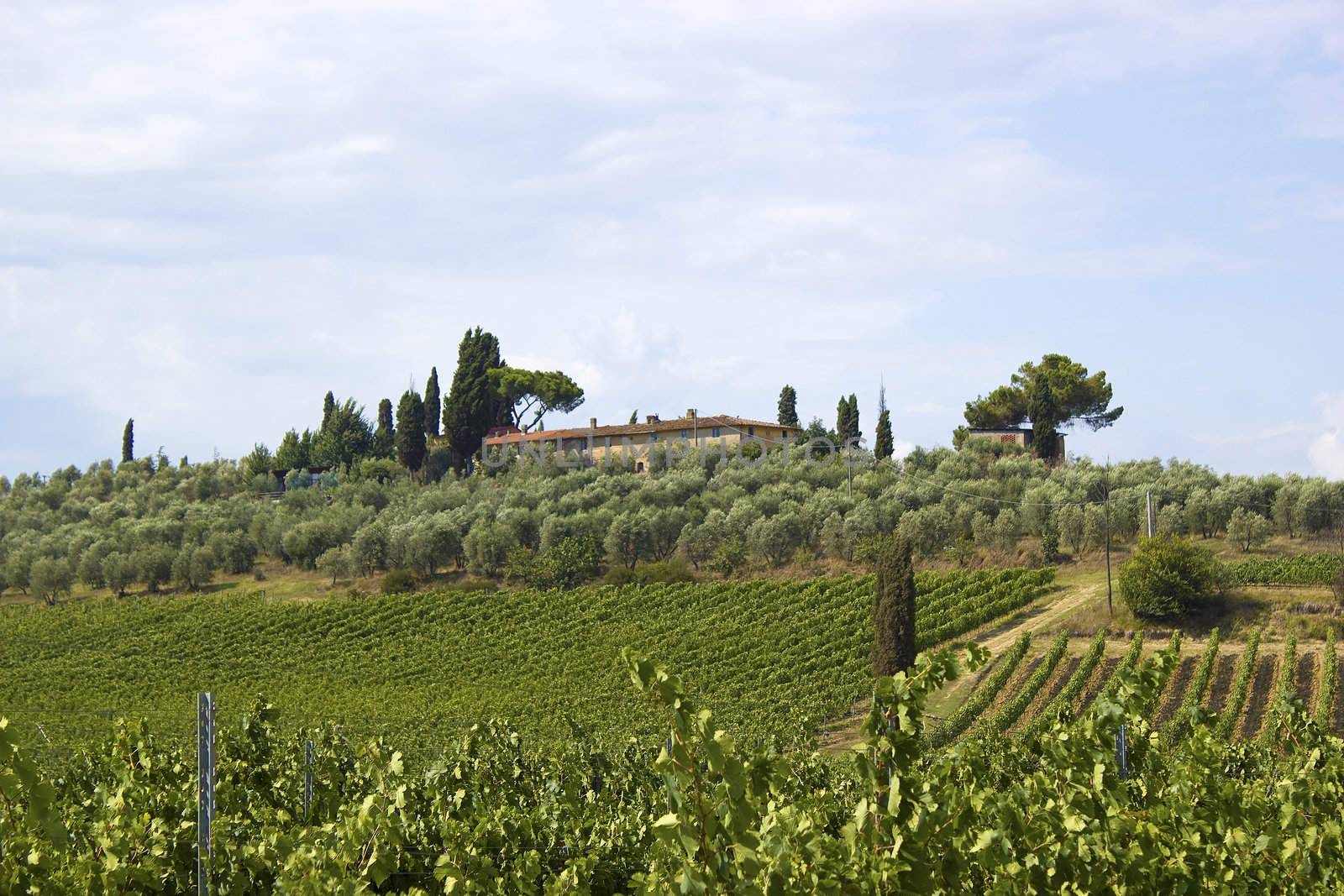 tuscany vineyard