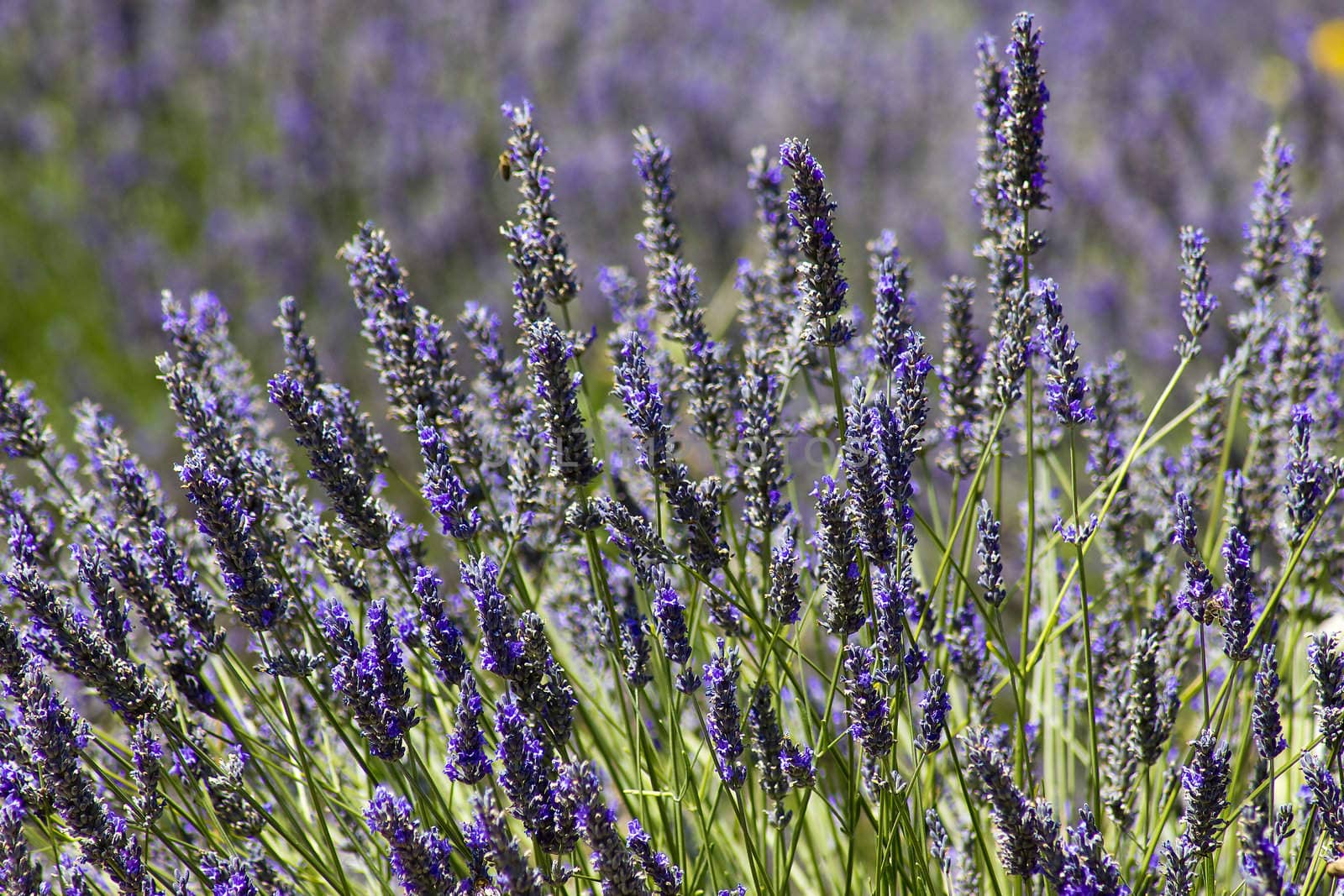 Lavender flowers