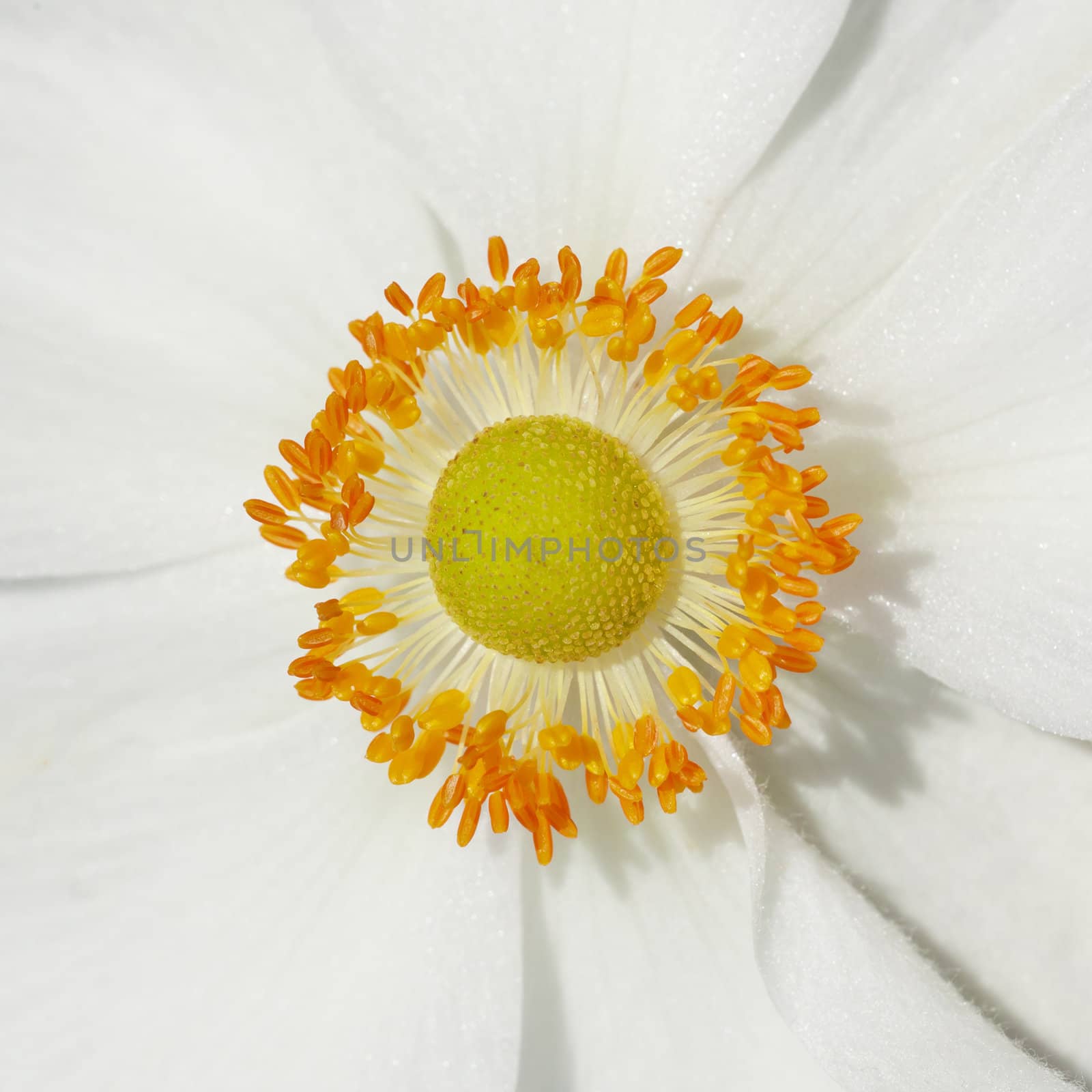 Anemones flower by magann