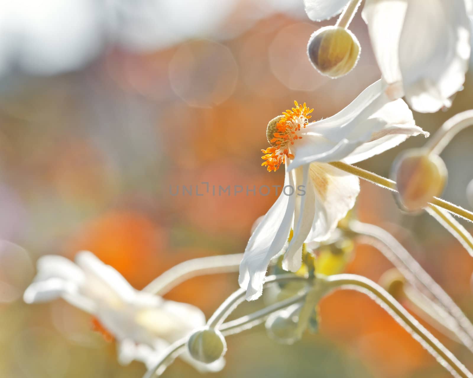 Anemones flower by magann