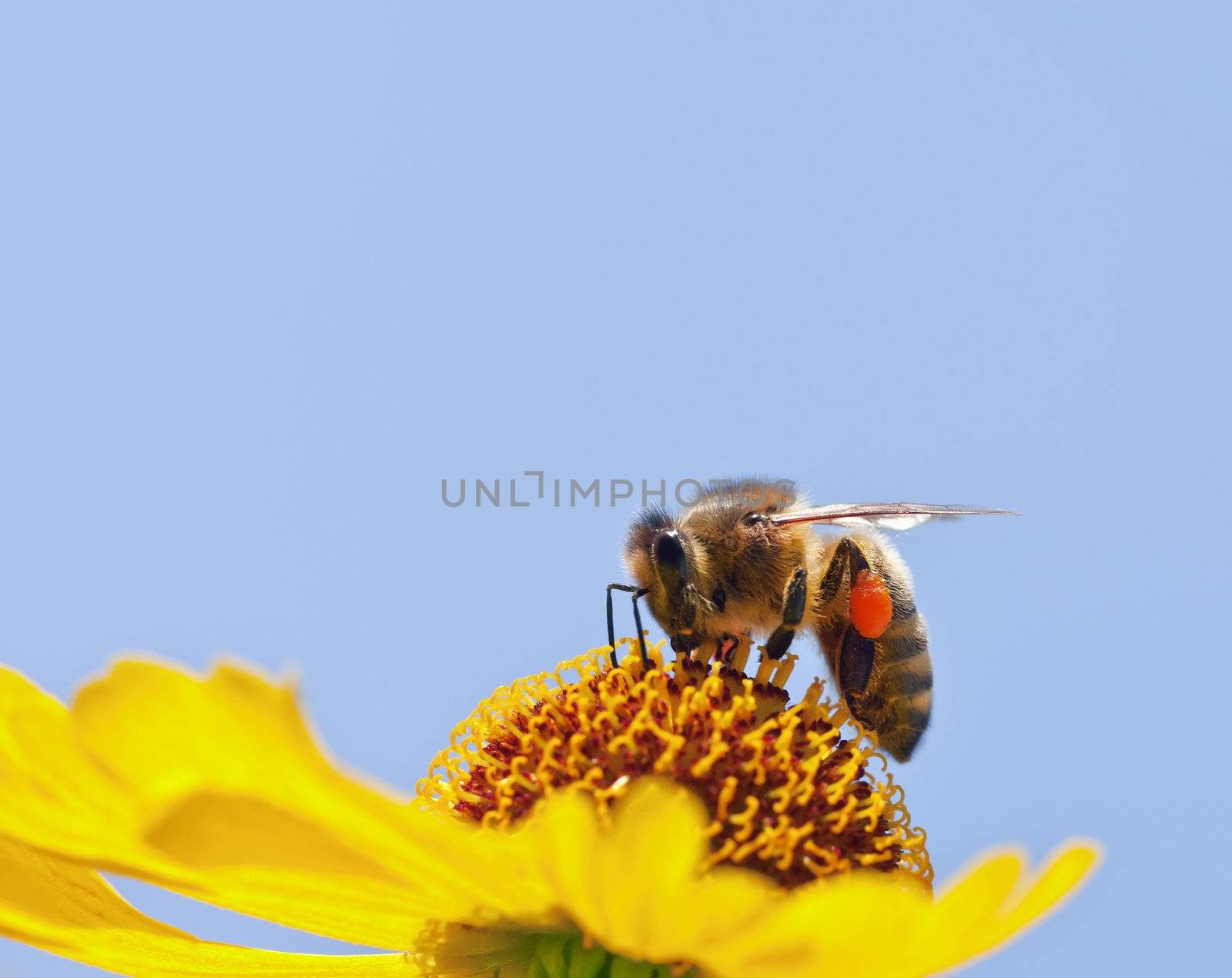 An image of a beautiful little bee on a yellow flower
