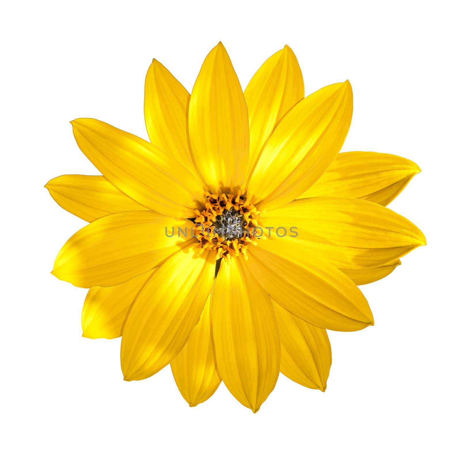 An image of an isolated yellow flower