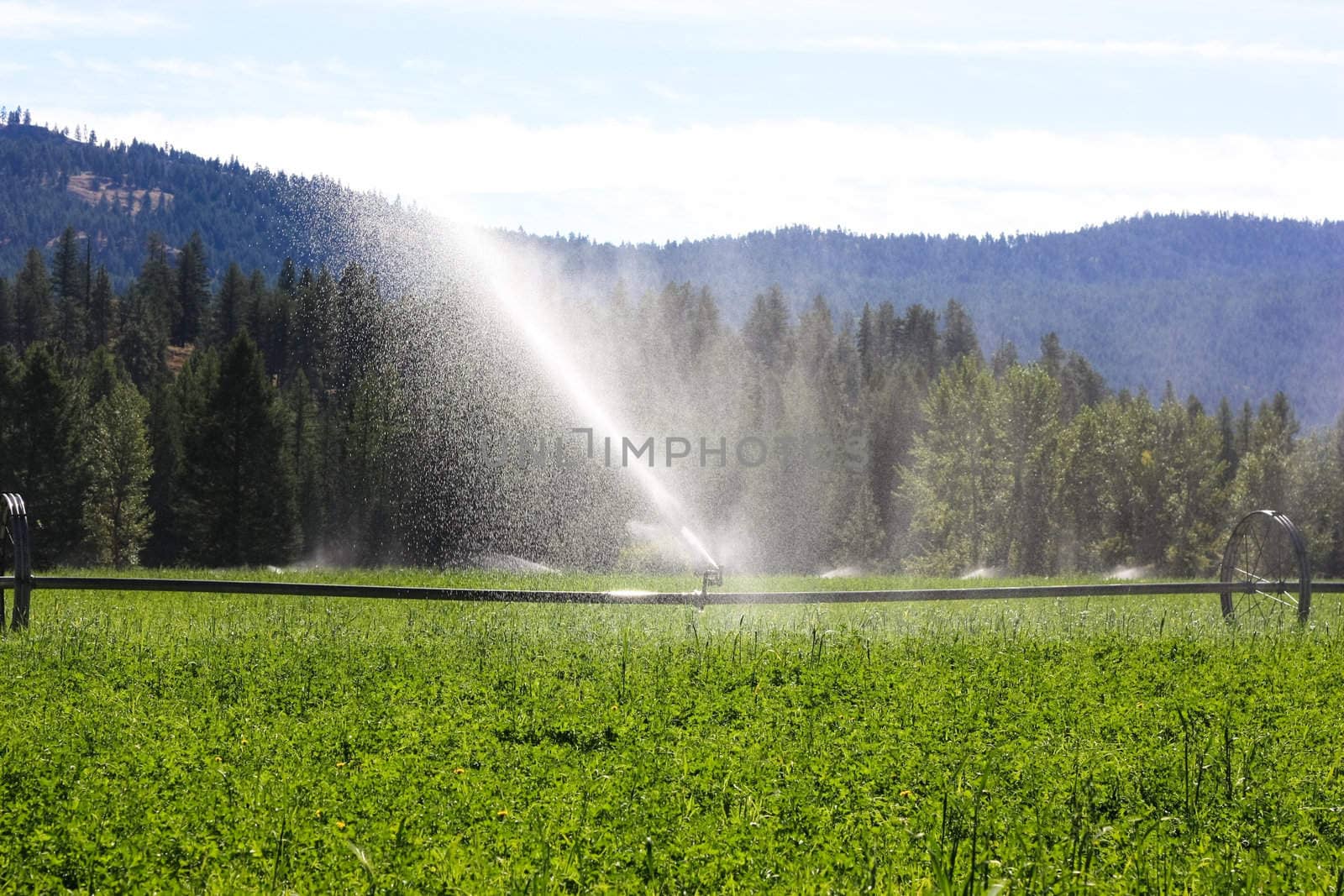 sprinklers fountain on the farm field