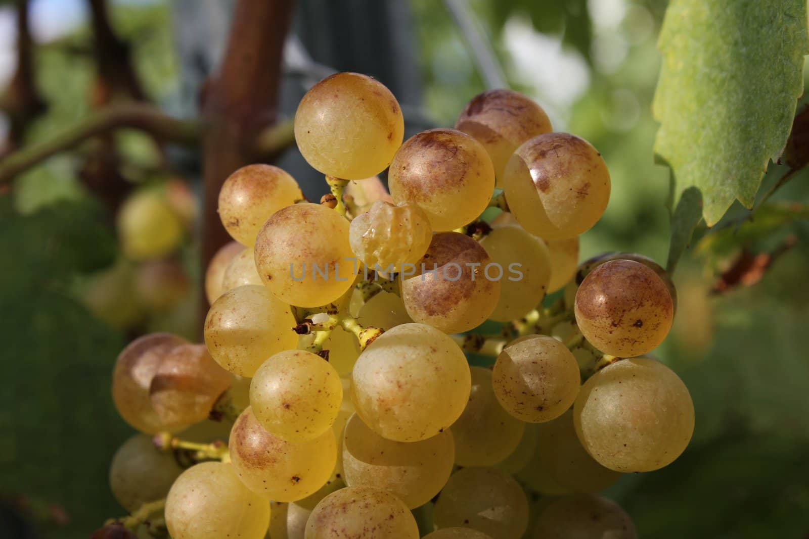 grapes green and brown