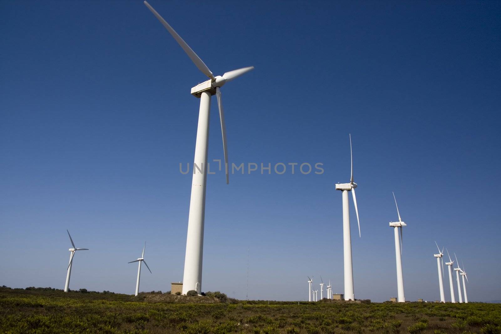 View of a field of giant windmills.