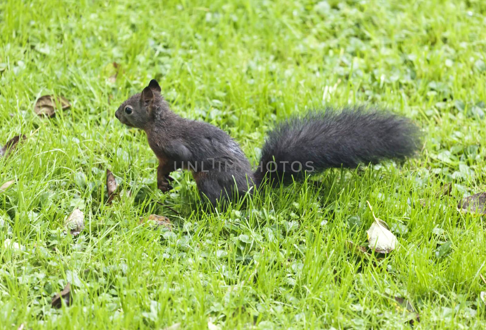 An image of a young squirrel in the wet grass