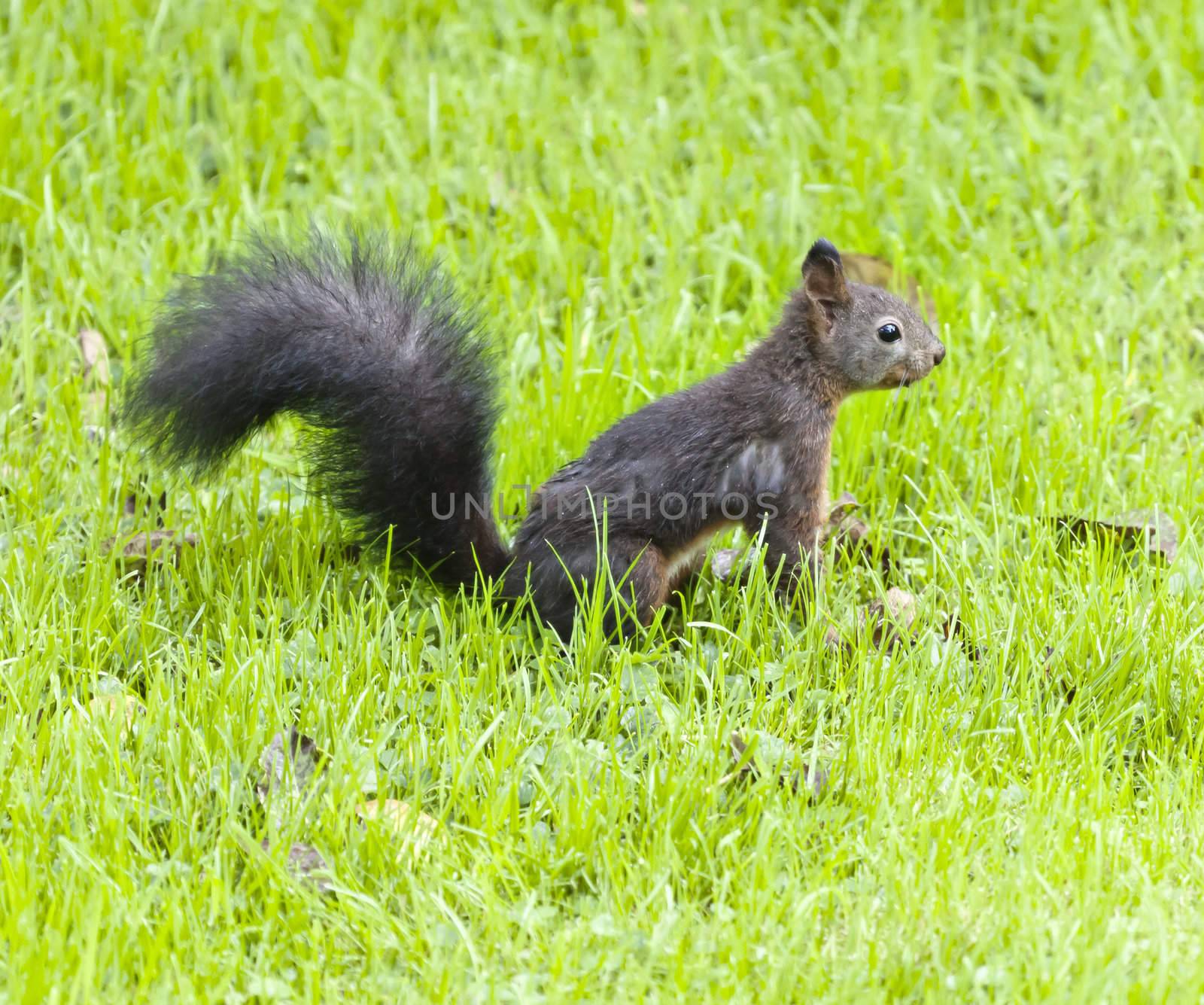 squirrel by magann