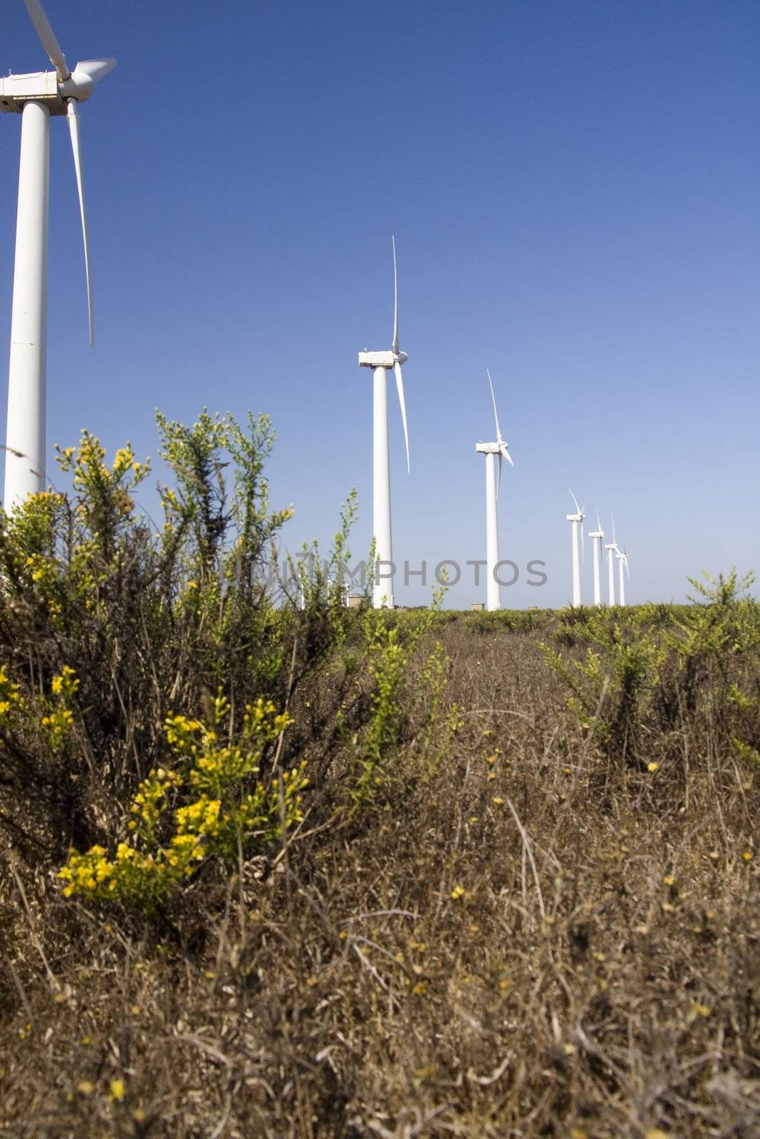 View of a field of giant windmills.