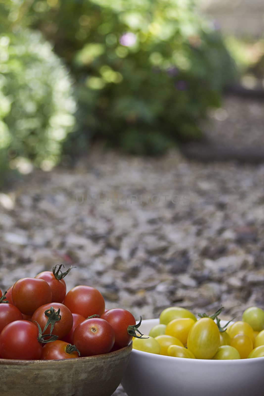 Two bowls of freshly picked organically grown tomatoes. One bowl contains small red tomatoes in a brown ceramic bowl, a second bowl contains small yellow pear shaped tomatoes in a white ceramic bowl. A portrait format imaged with room for copy above.