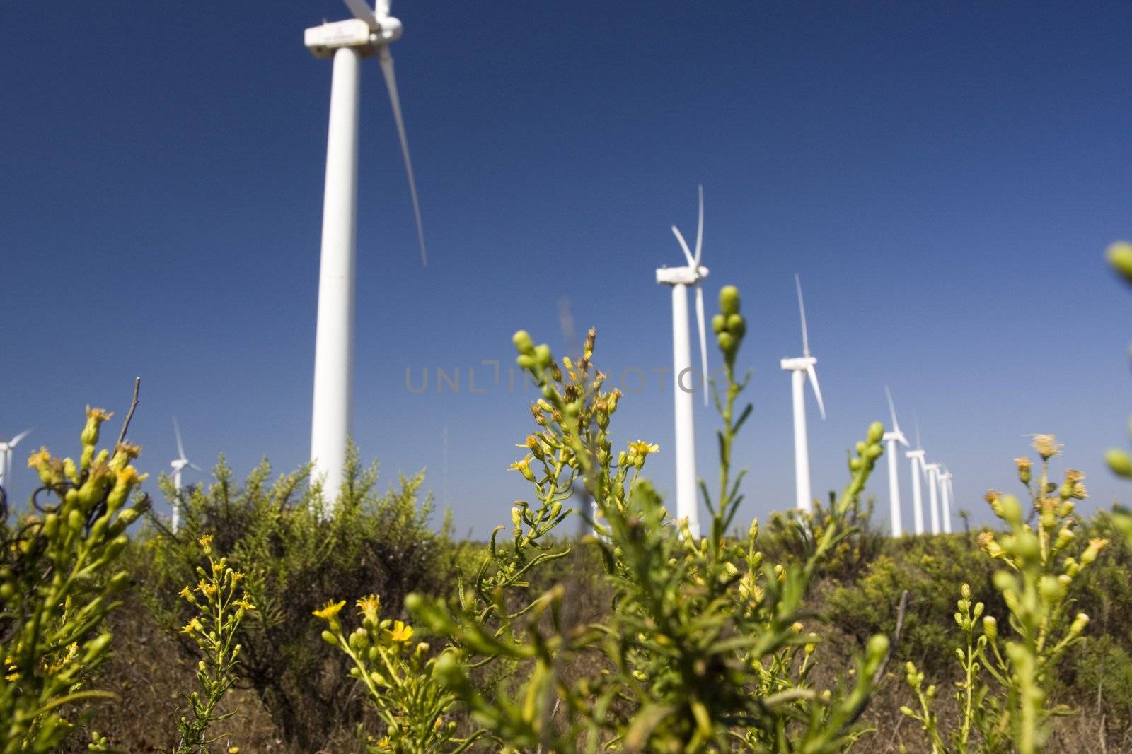 View of a field of giant windmills.