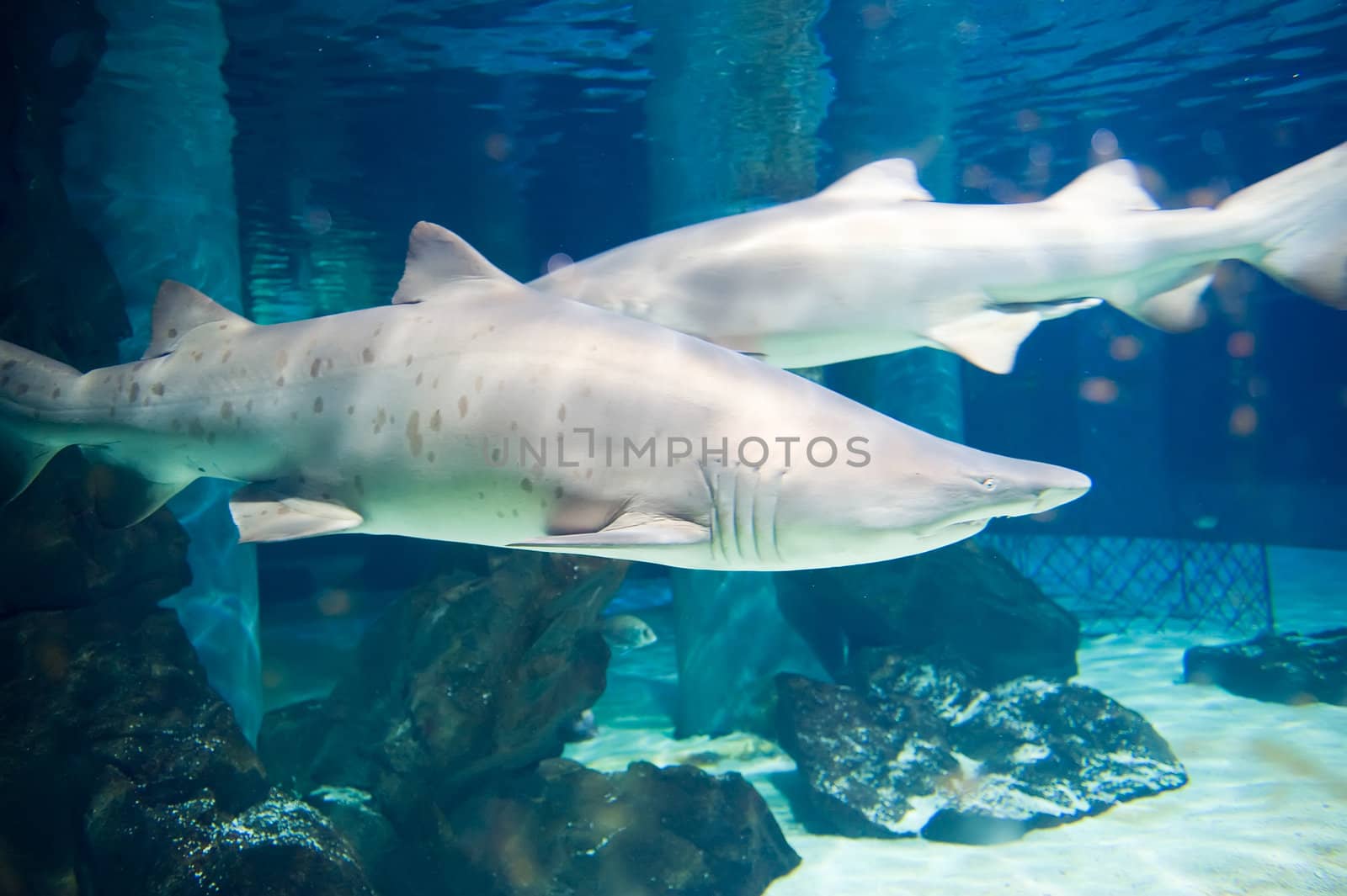 a shark in an aquarium