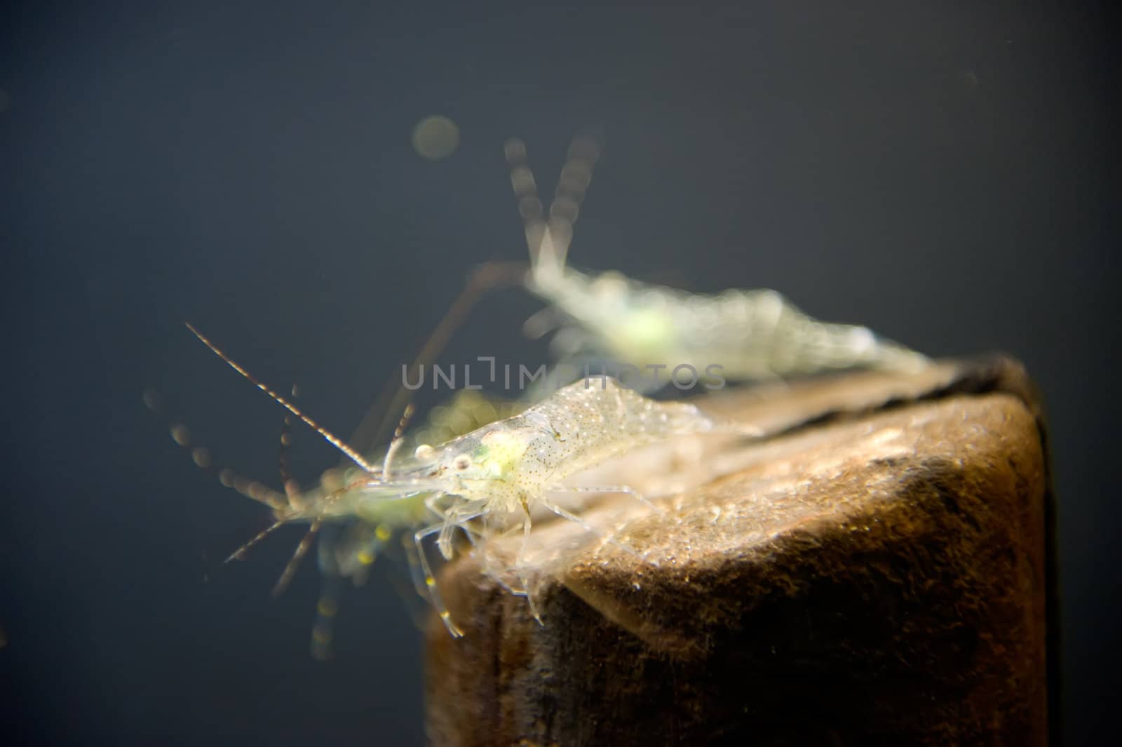 a prawn undersea