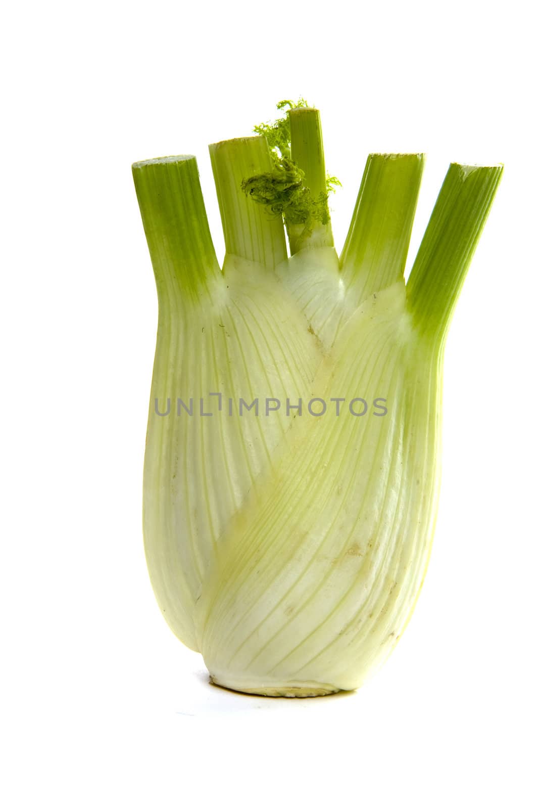 healty colorful fennel on a white background