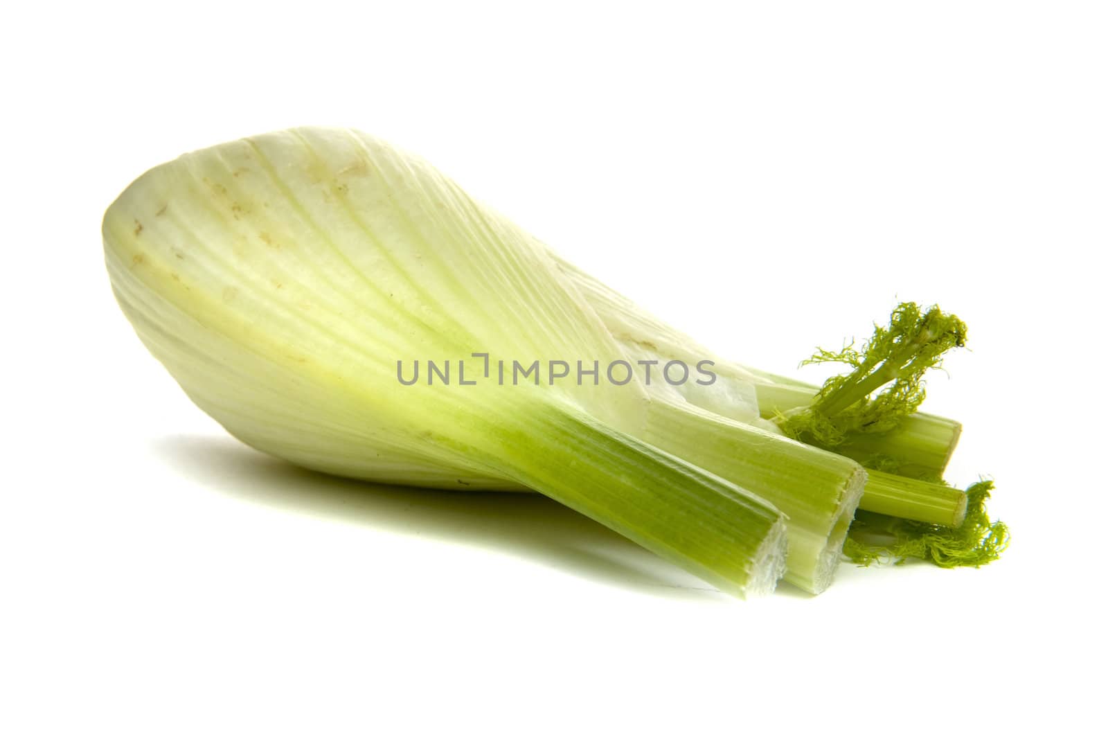 healty colorful fennel on a white background